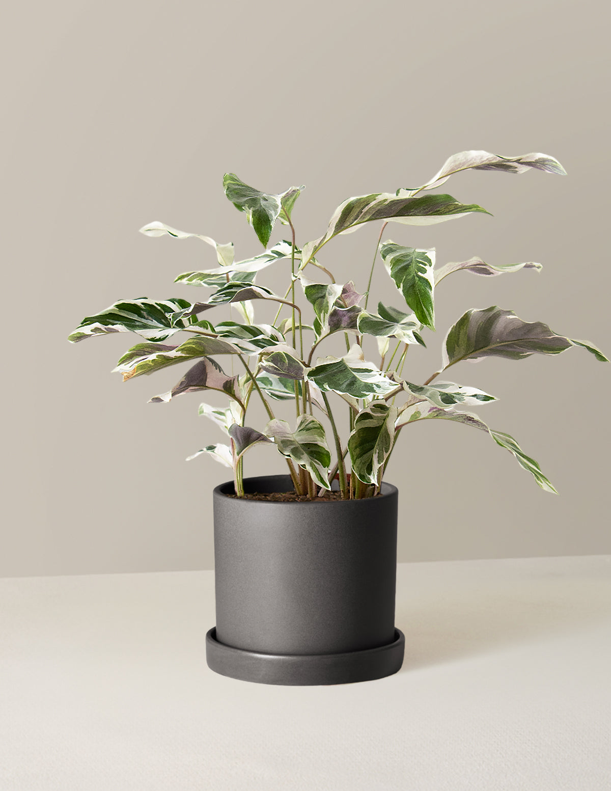  Calathea White Fusion