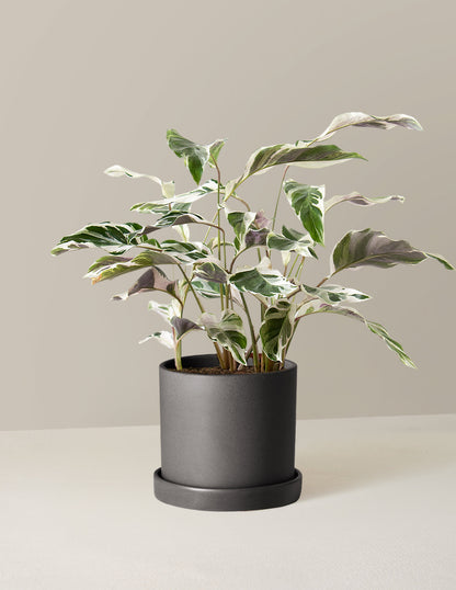  Calathea White Fusion