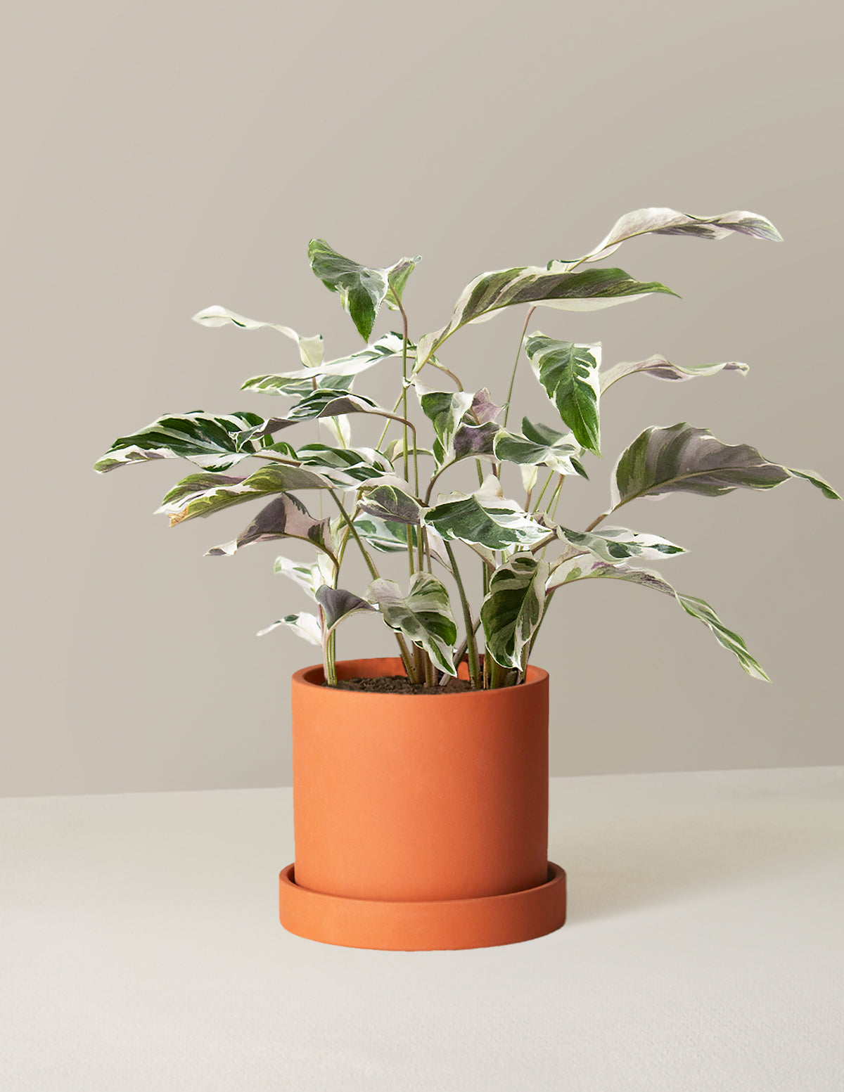  Calathea White Fusion