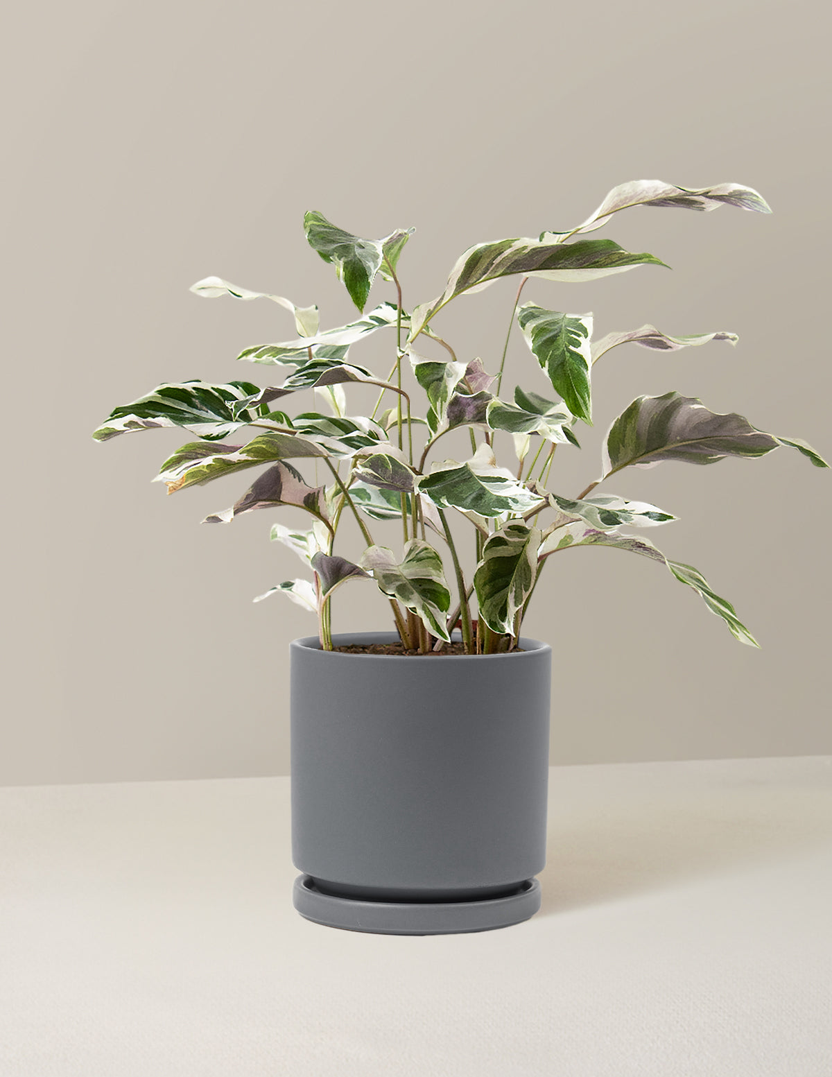 Calathea White Fusion