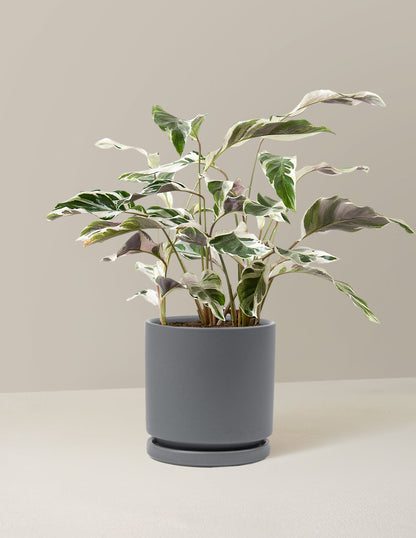  Calathea White Fusion