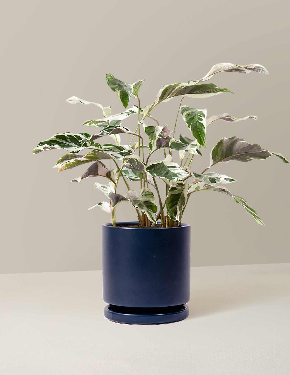  Calathea White Fusion