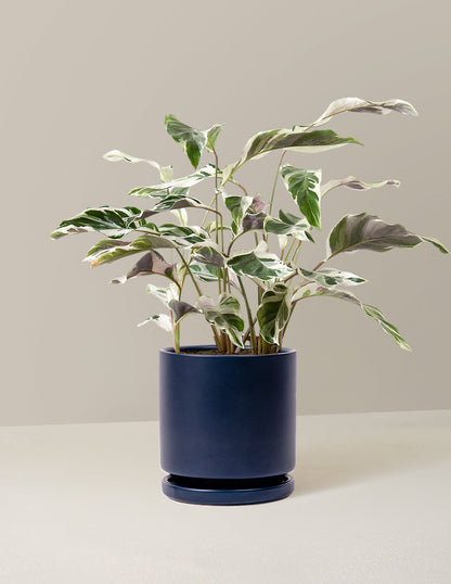  Calathea White Fusion
