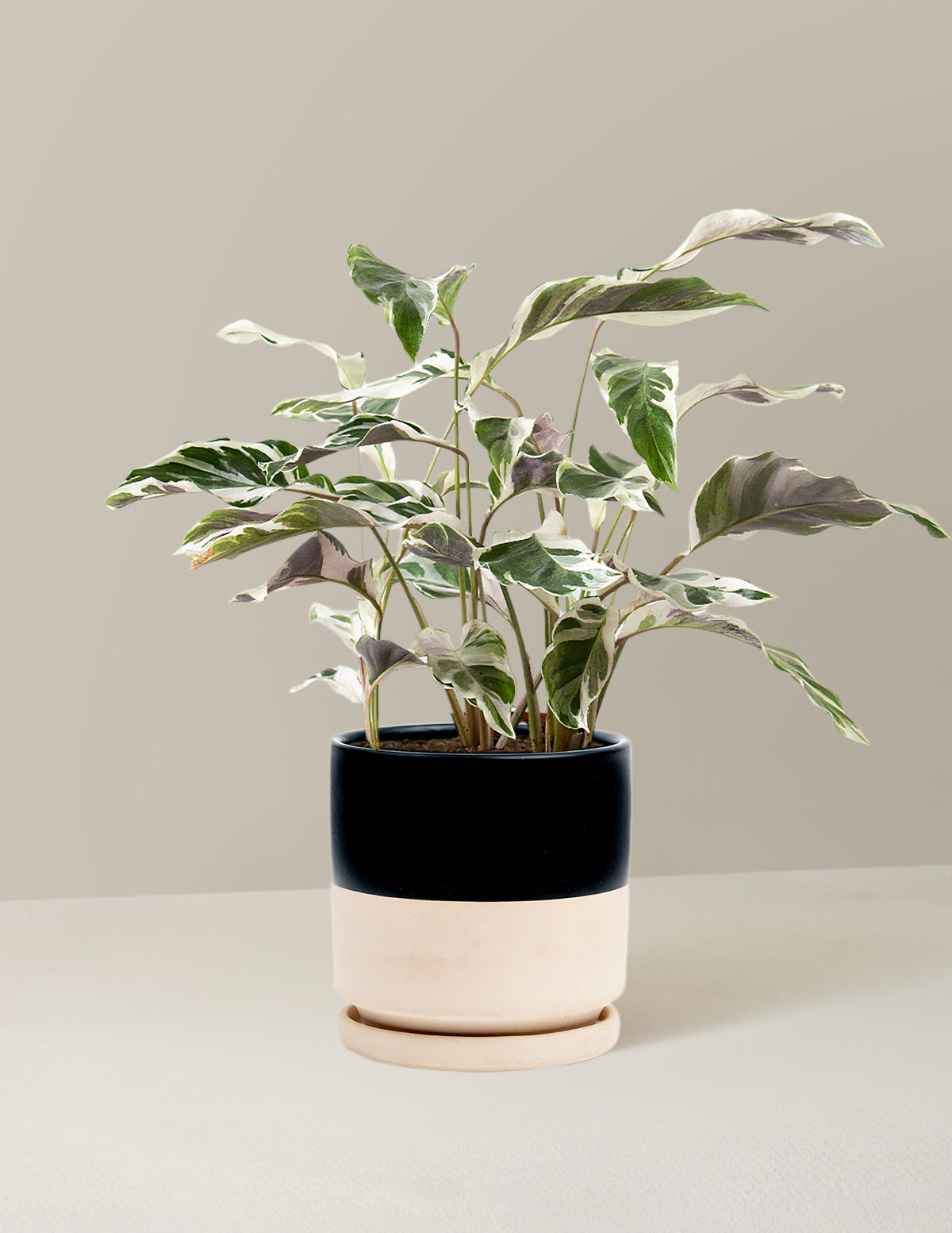  Calathea White Fusion