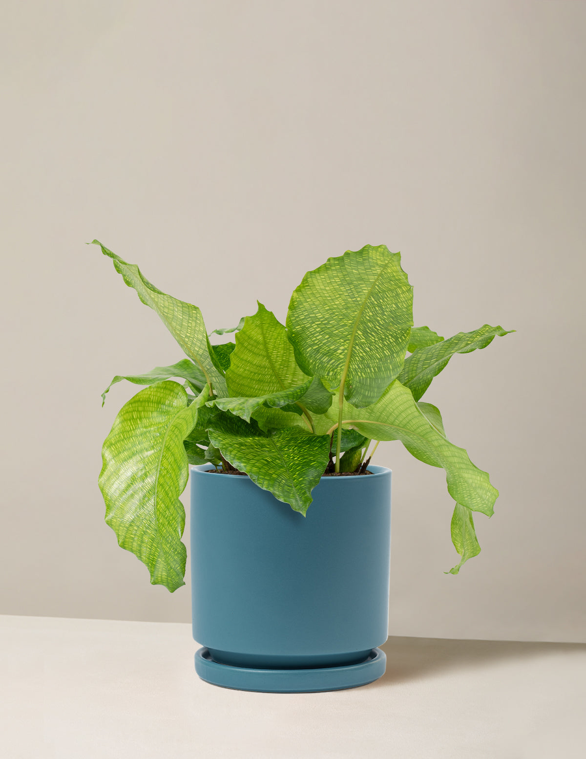  Calathea Musaica