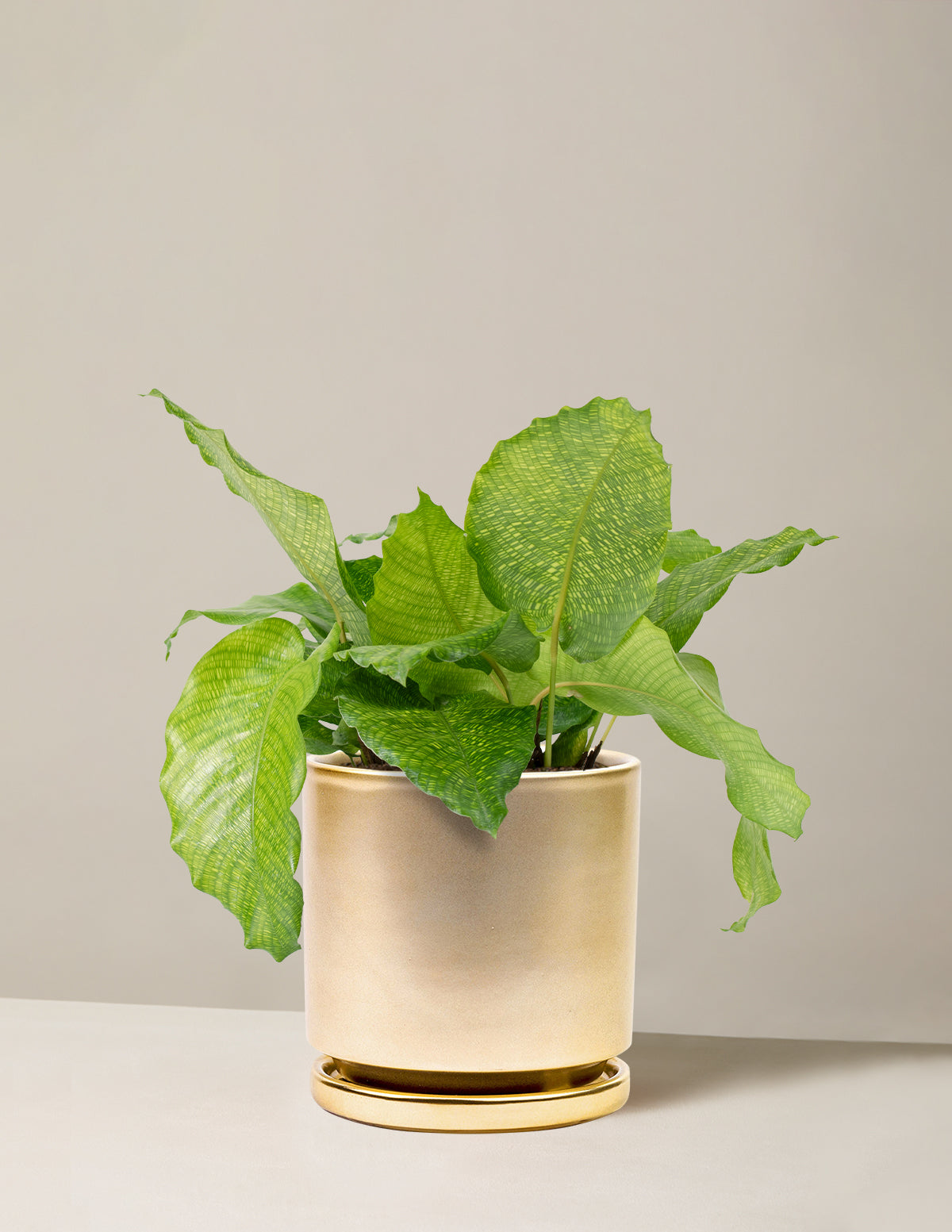  Calathea Musaica
