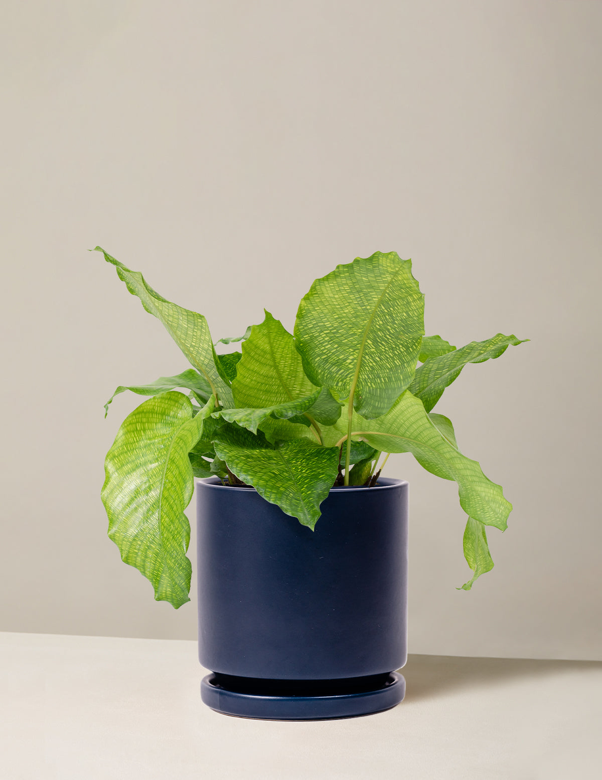  Calathea Musaica