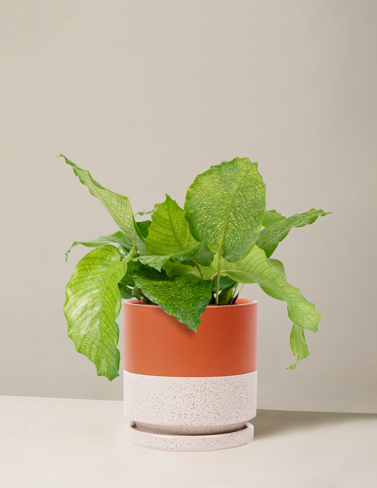  Calathea Musaica