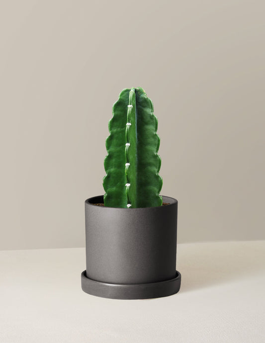  Cuddly Cactus