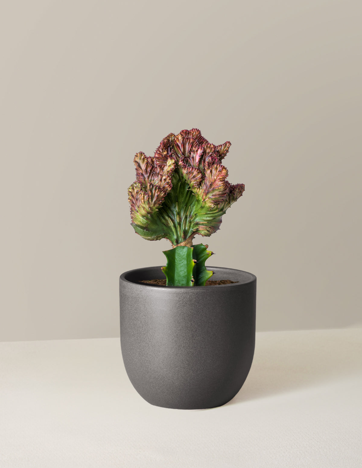  Euphorbia Lactea Crested 'Mermaid Tail'