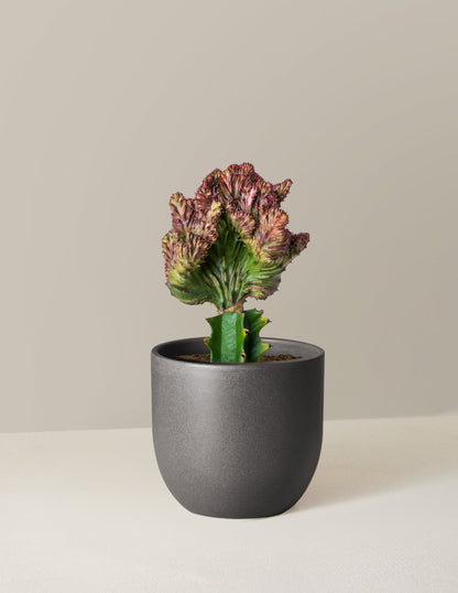  Euphorbia Lactea Crested 'Mermaid Tail'