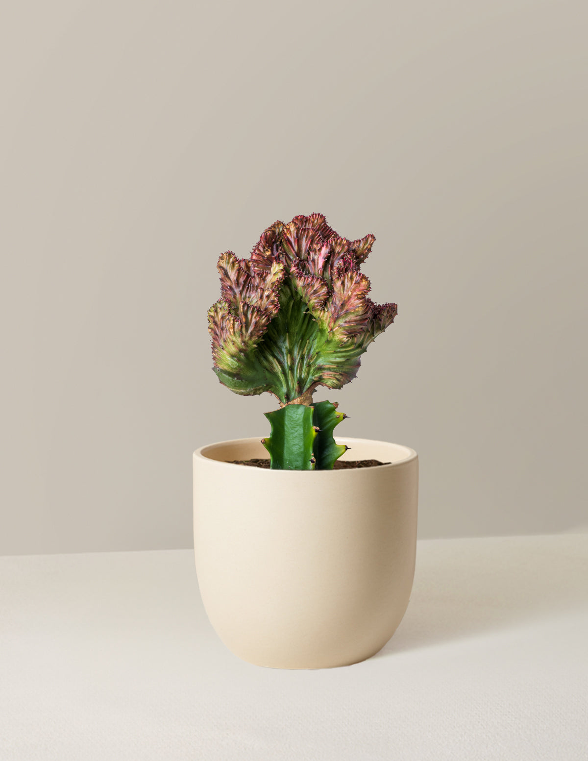  Euphorbia Lactea Crested 'Mermaid Tail'
