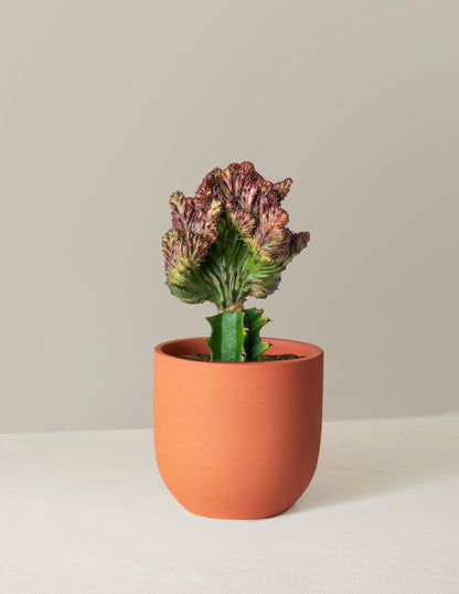  Euphorbia Lactea Crested 'Mermaid Tail'