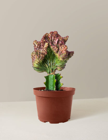  Euphorbia Lactea Crested 'Mermaid Tail'
