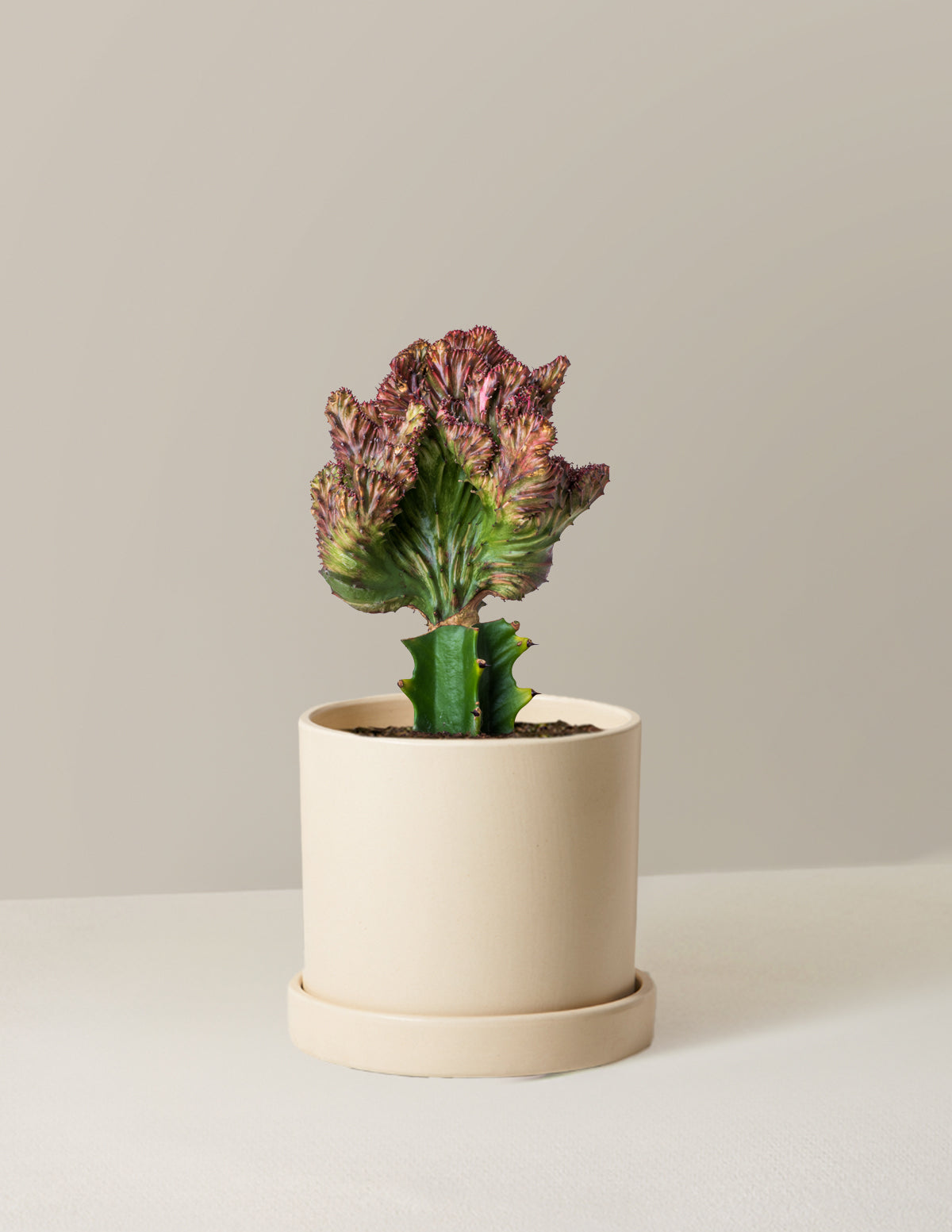  Euphorbia Lactea Crested 'Mermaid Tail'