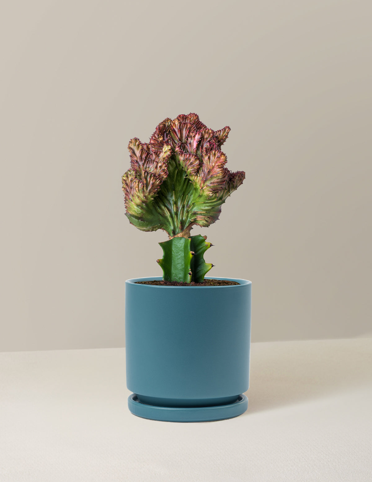 Euphorbia Lactea Crested 'Mermaid Tail'