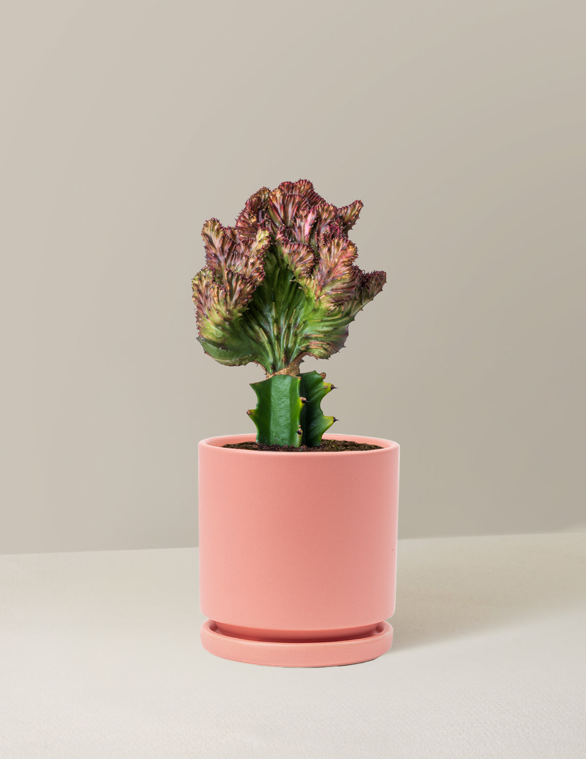  Euphorbia Lactea Crested 'Mermaid Tail'