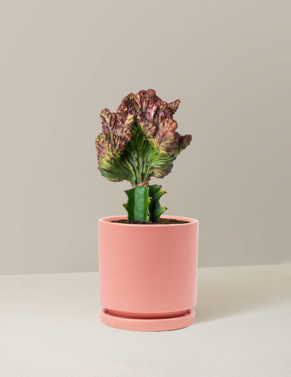  Euphorbia Lactea Crested 'Mermaid Tail'