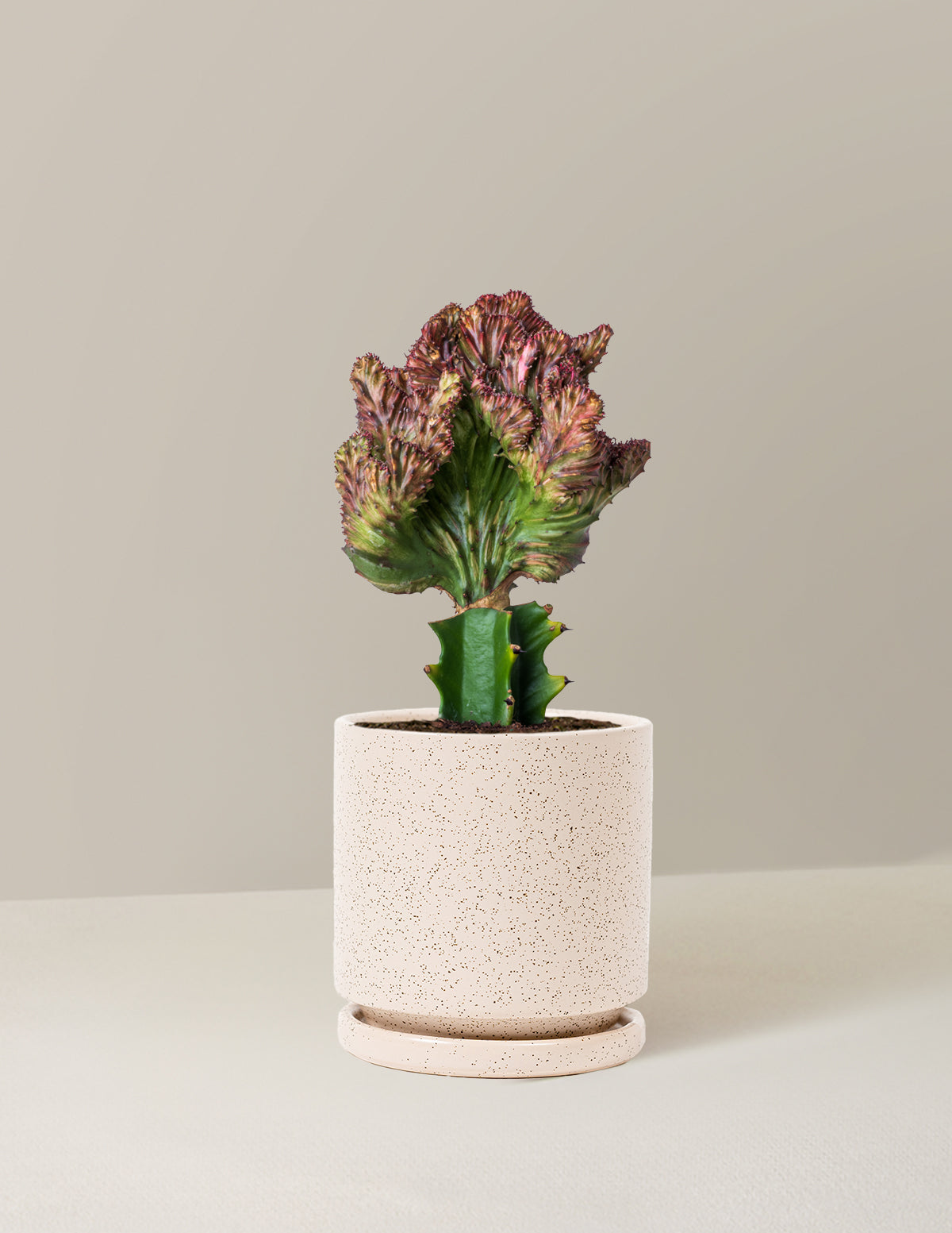  Euphorbia Lactea Crested 'Mermaid Tail'