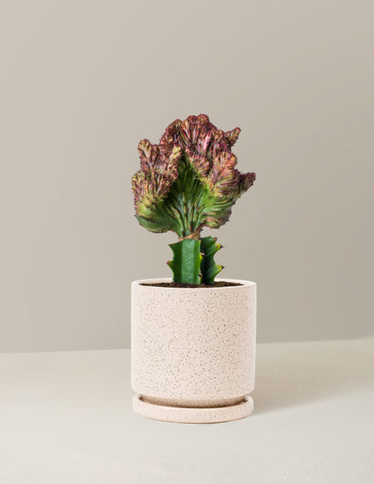  Euphorbia Lactea Crested 'Mermaid Tail'