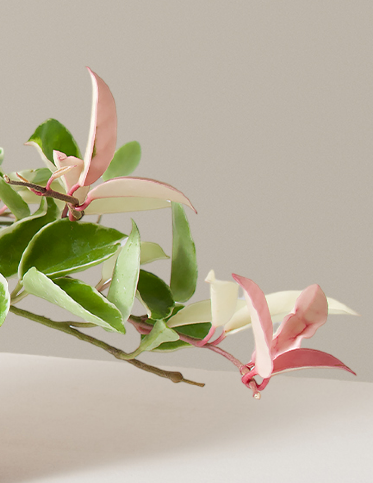  Hoya Carnosa Tricolor