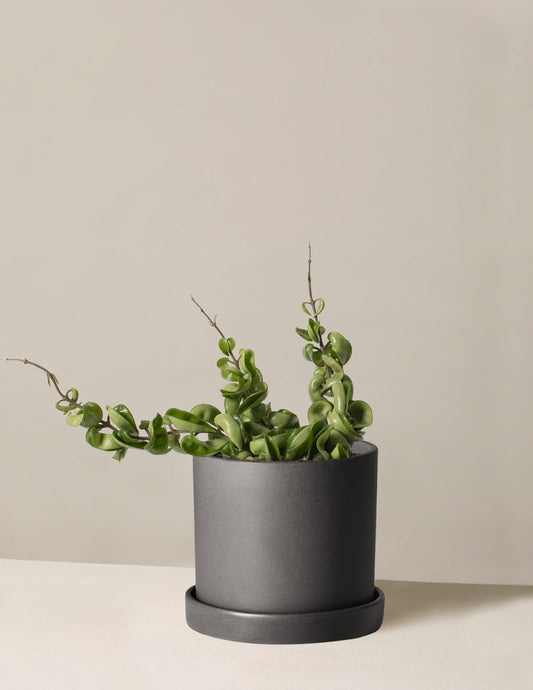  Hoya 'Rope'