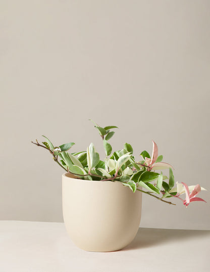  Hoya Carnosa Tricolor