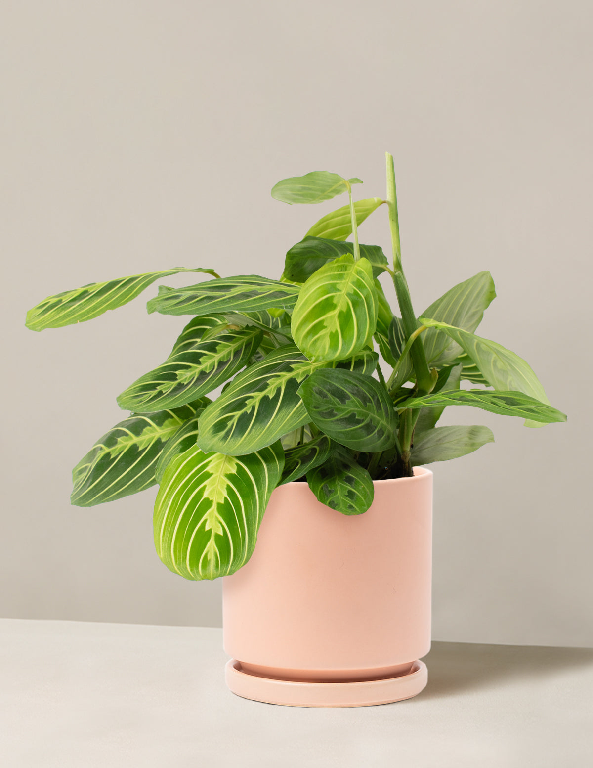  Maranta Lemon Lime