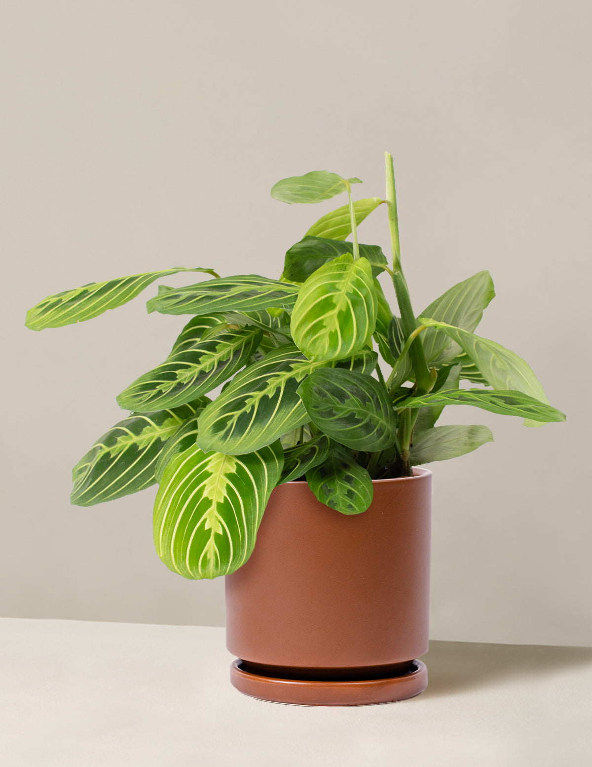  Maranta Lemon Lime