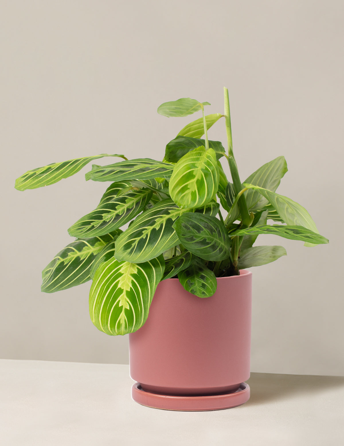  Maranta Lemon Lime