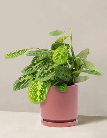  Maranta Lemon Lime