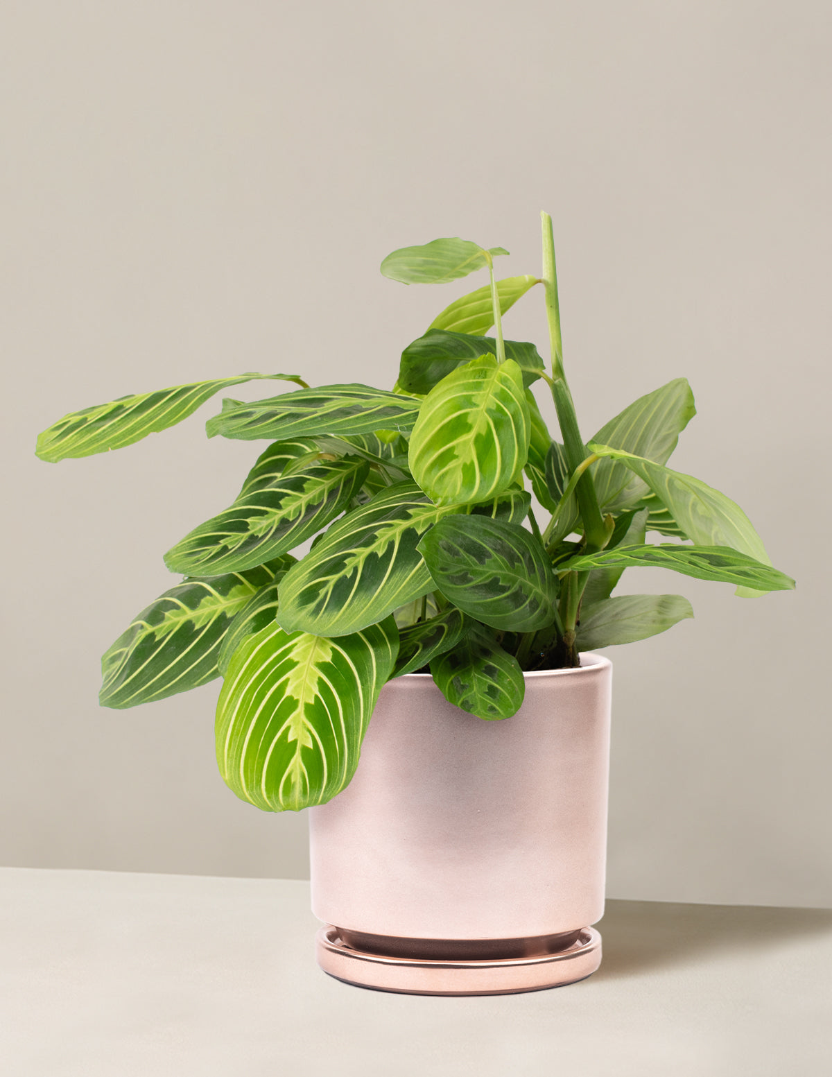  Maranta Lemon Lime
