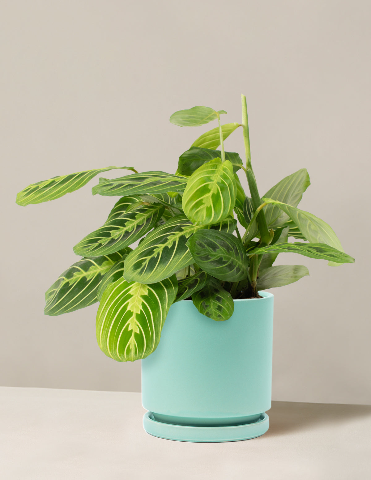  Maranta Lemon Lime