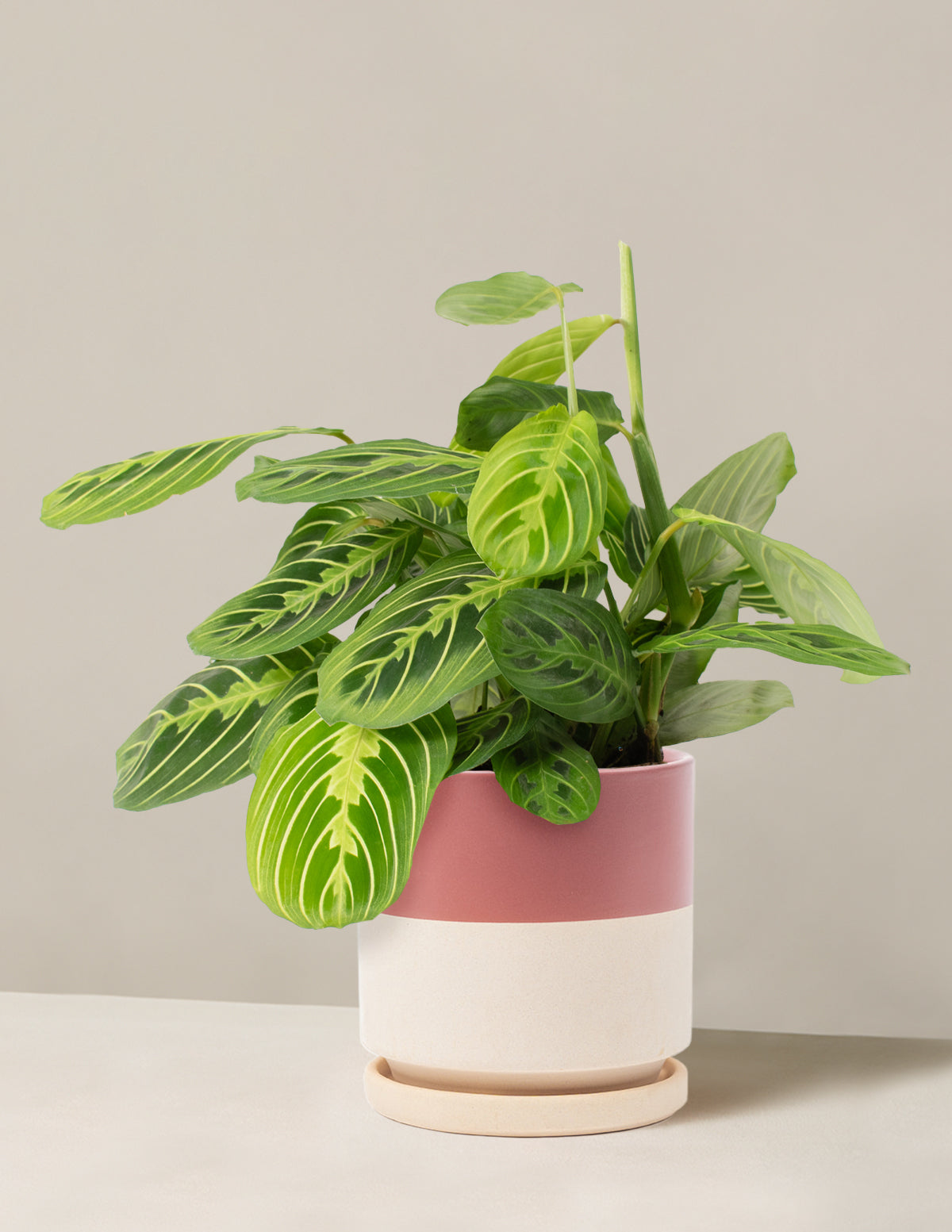  Maranta Lemon Lime