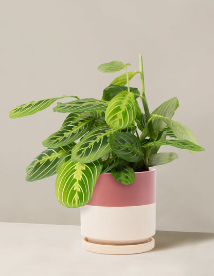  Maranta Lemon Lime