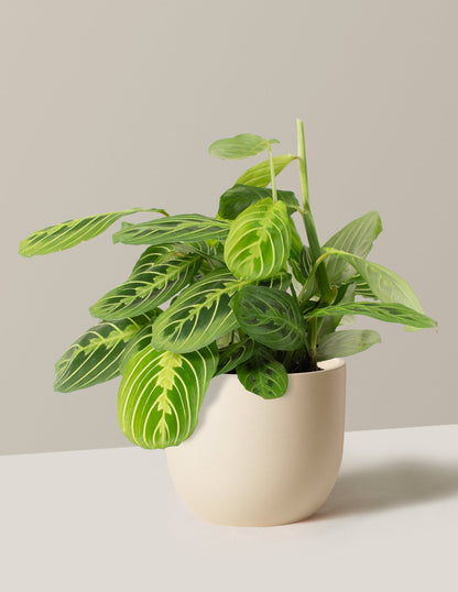  Maranta Lemon Lime