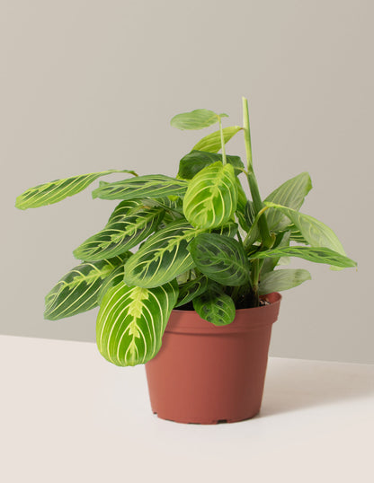  Maranta Lemon Lime