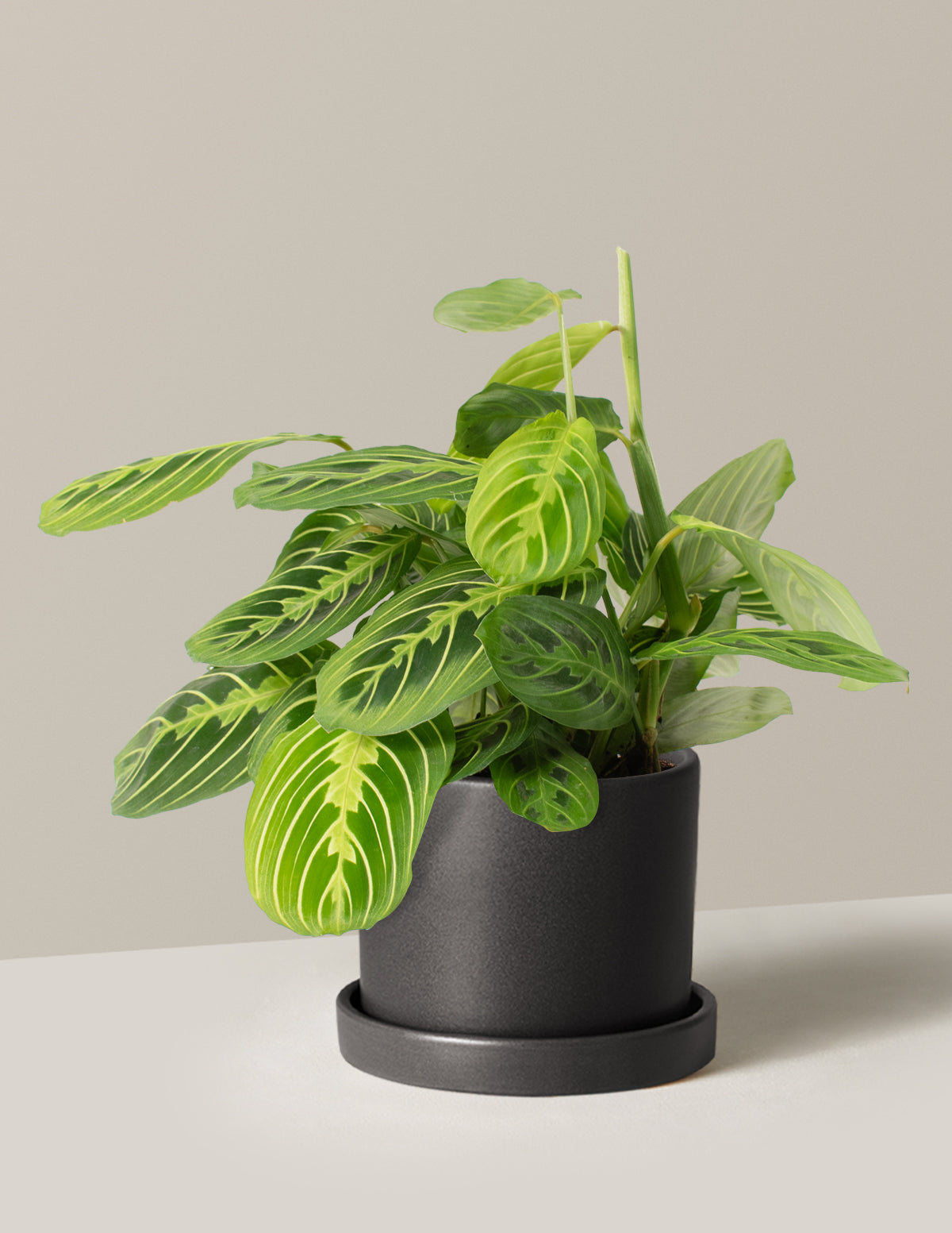 Maranta Lemon Lime
