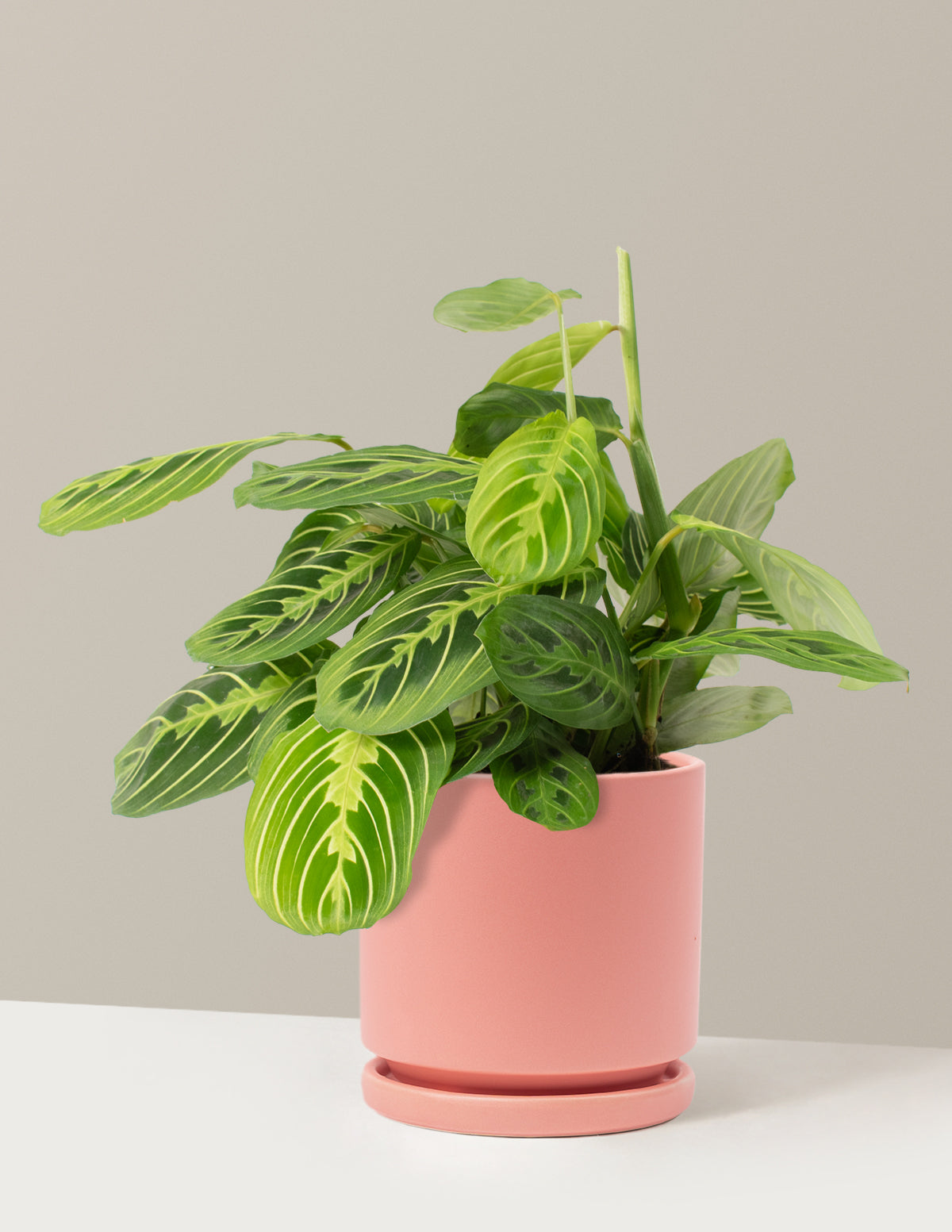  Maranta Lemon Lime