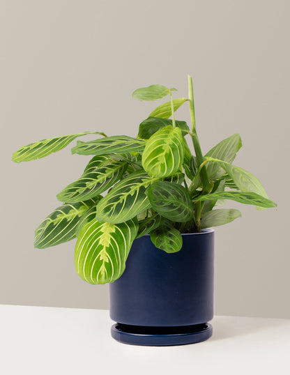  Maranta Lemon Lime