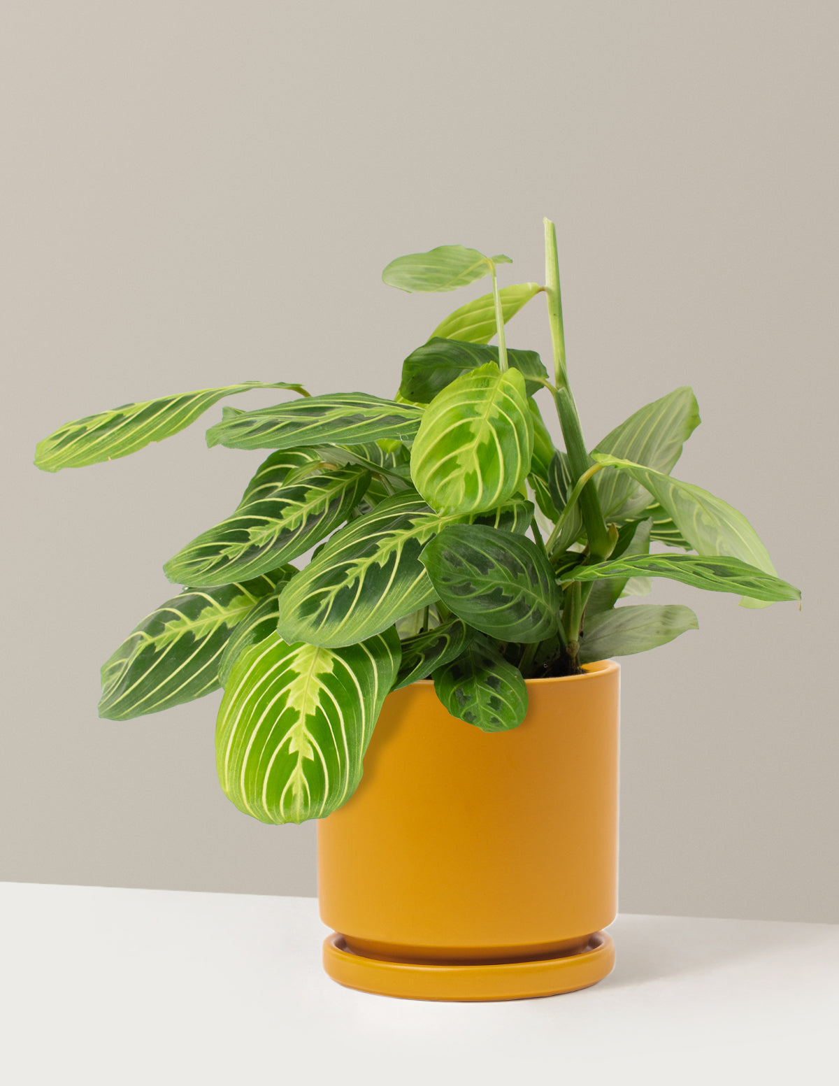  Maranta Lemon Lime