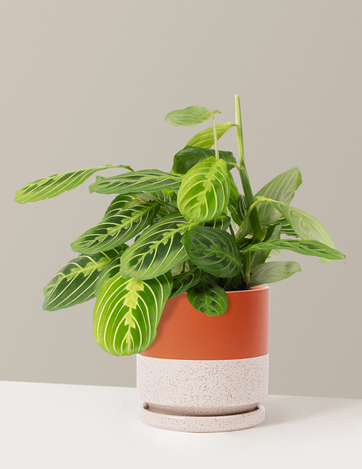  Maranta Lemon Lime