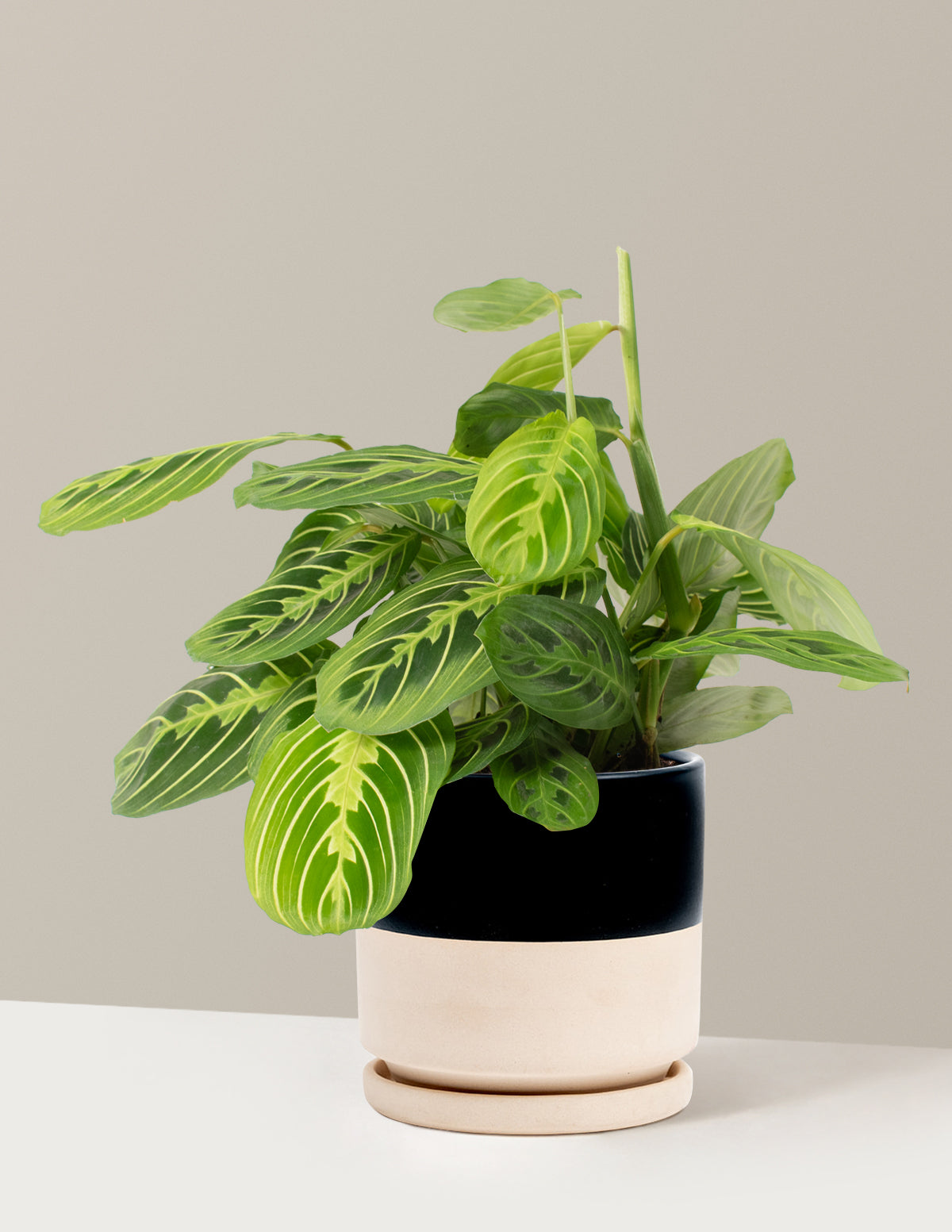  Maranta Lemon Lime