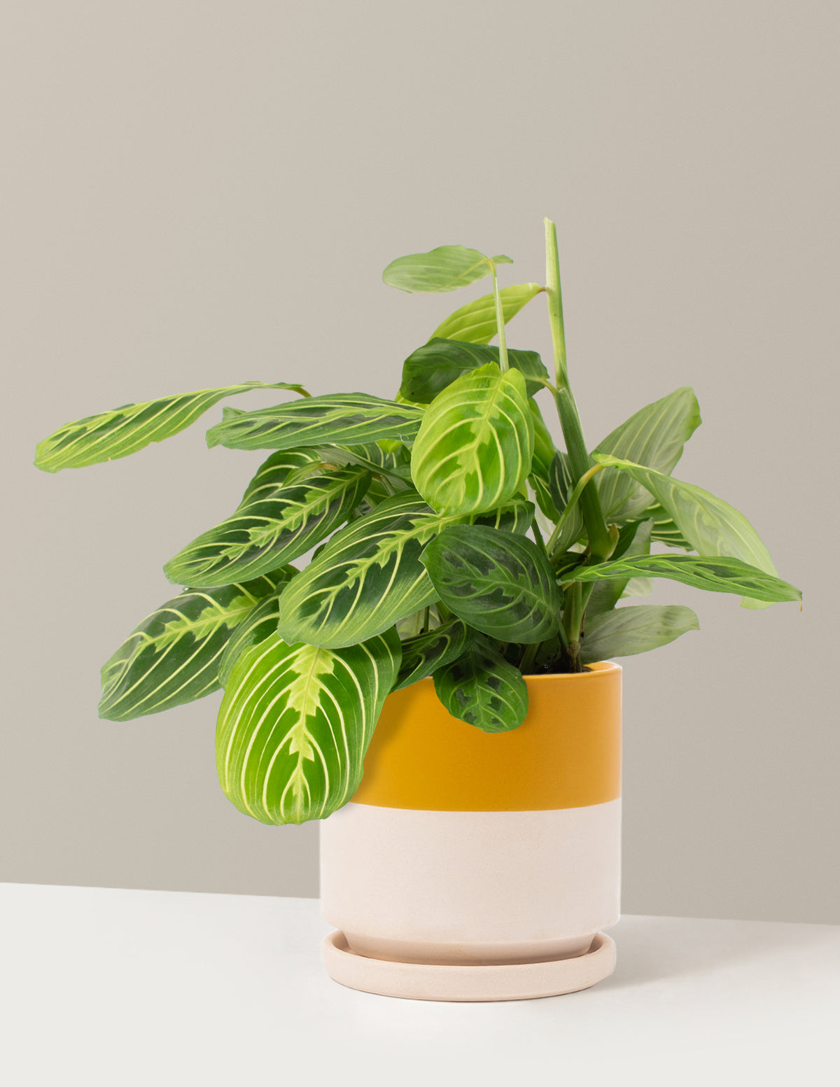  Maranta Lemon Lime
