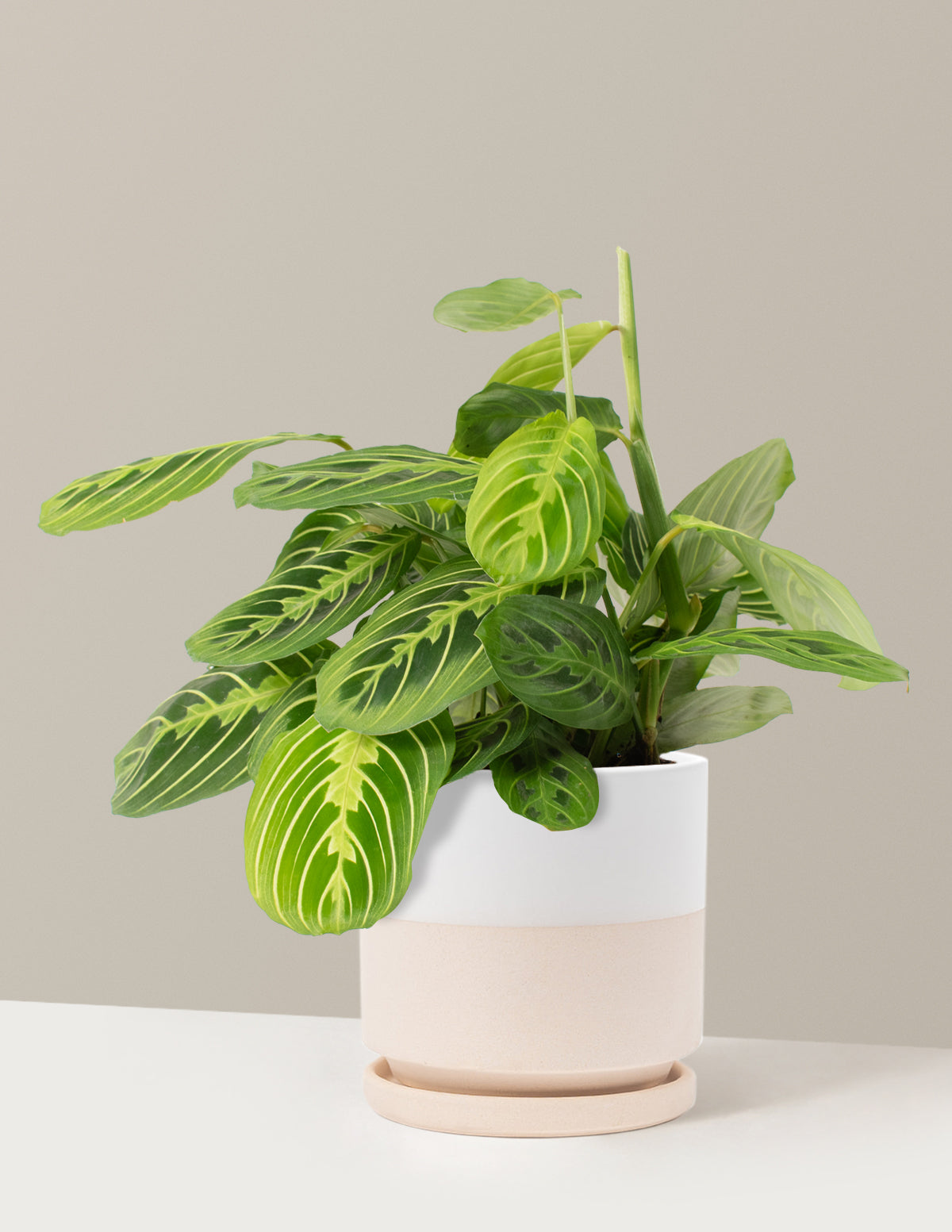  Maranta Lemon Lime