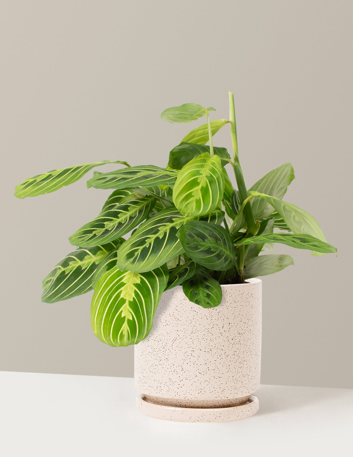  Maranta Lemon Lime