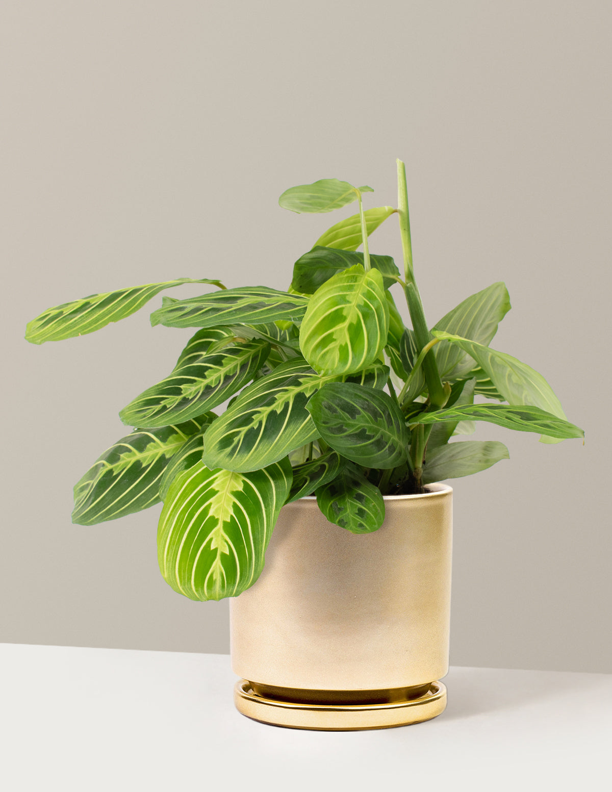 Maranta Lemon Lime