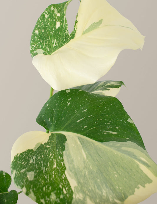  Monstera Thai Constellation