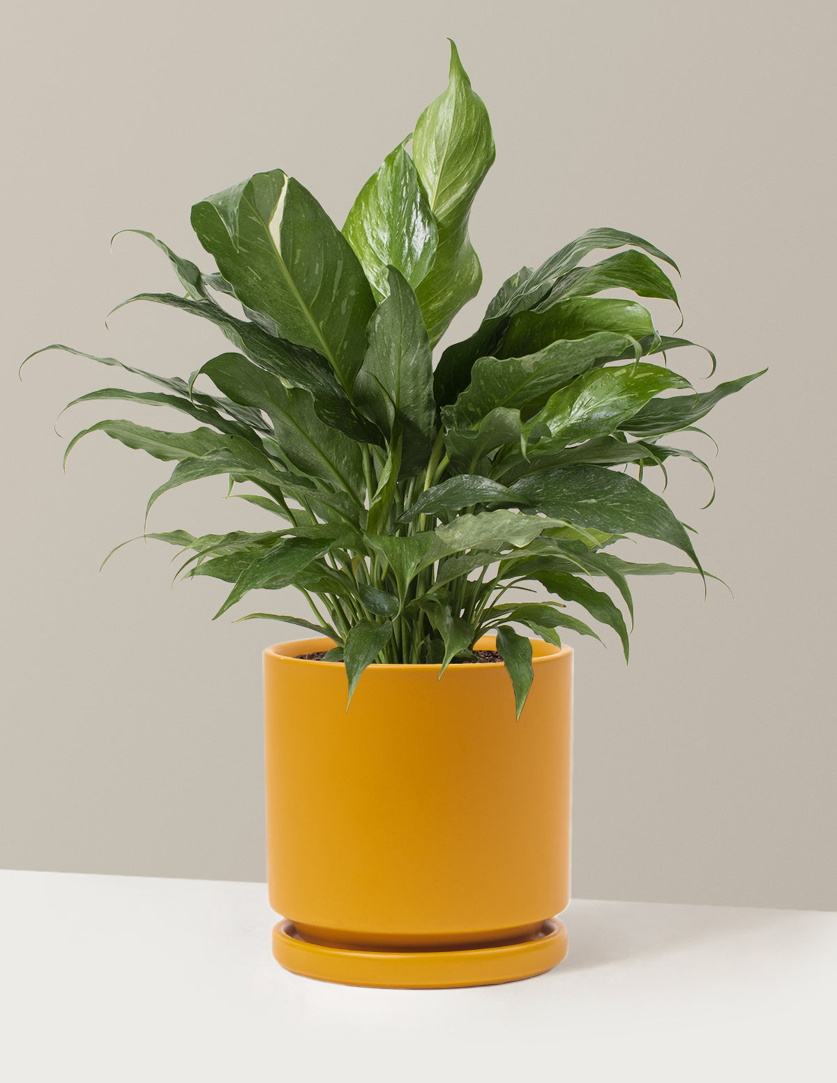  Peace Lily ‘Domino’