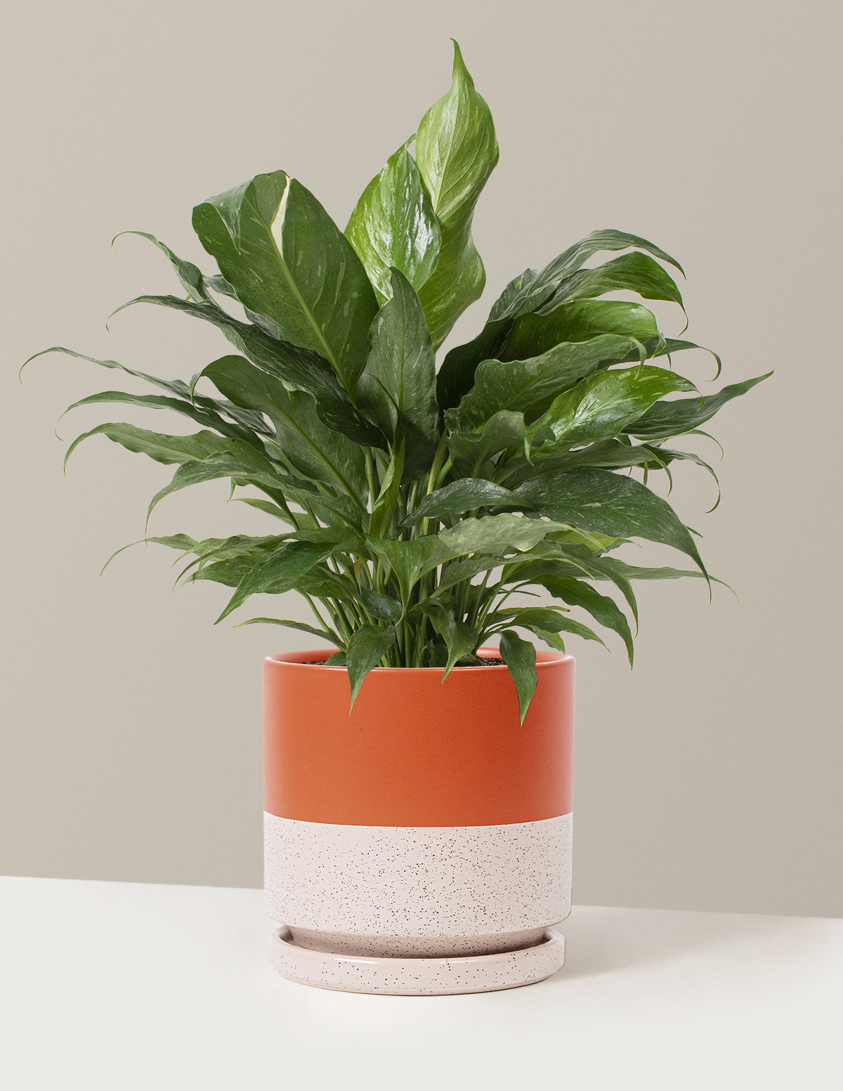  Peace Lily ‘Domino’